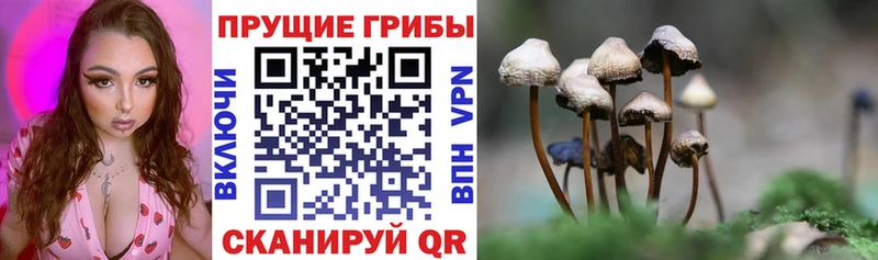 где найти наркотики  Вологда  Псилоцибиновые грибы MAGIC MUSHROOMS 