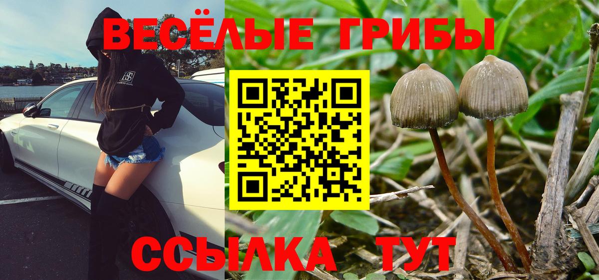 Вологда  Псилоцибиновые грибы Cubensis  Вход с VPN  где можно купить наркотик  Галлюциногенные грибы мицелий 